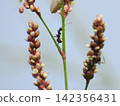 螞蟻和臭蟲幼蟲在長毛茛（日本虎杖）的花穗上－高花展望花山野花的微距特寫，以藍天為背景。 142356431