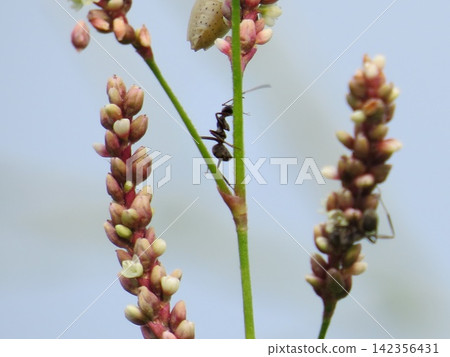 Ants and stink bug larvae on the flower spikes of *Persicaria longiseta* (Japanese knotweed) - Macro close-up of wildflowers at Takabana Observation Flower Hill against a blue sky background. Ants and stink bug larvae on the flower spikes of *Persicaria longiseta* (Japanese knotweed) - Macro close-up of wildflowers at Takabana Observation Flower Hill against a blue sky background. 142356431