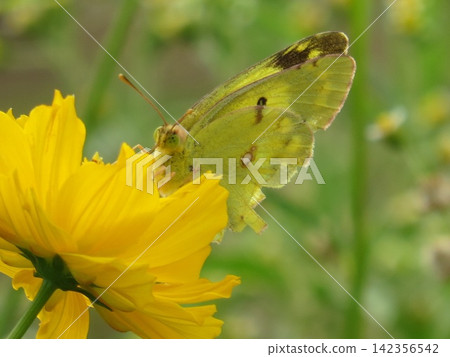 A scene from autumn: a sulfur butterfly perched on a yellow cosmos flower. Macro close-up at Takabana Observation Flower Hill, capturing the vivid pattern of its wings. A scene from autumn: a sulfur butterfly perched on a yellow cosmos flower. Macro close-up at Takabana Observation Flower Hill, capturing the vivid pattern of its wings. 142356542