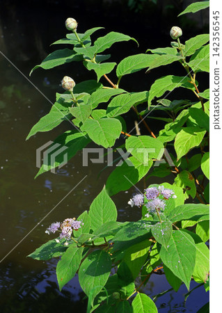 Hydrangea indica Hydrangea indica 142356545