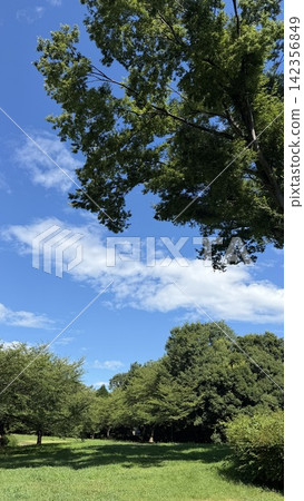 The blue summer sky and trees. 142356849