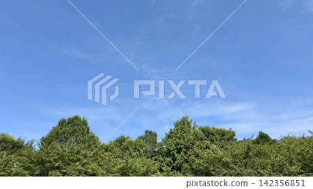 湛藍的夏日天空和樹木。 湛藍的夏日天空和樹木。 142356851