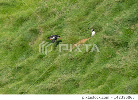 Atlantic puffins nesting in green grass in Vestmannaeyjar, Iceland Atlantic puffins nesting in green grass in Vestmannaeyjar, Iceland 142356863