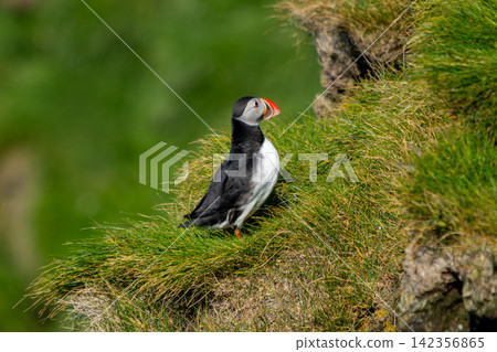 Atlantic Puffin on Green Cliff in Westman Islands, Iceland Atlantic Puffin on Green Cliff in Westman Islands, Iceland 142356865