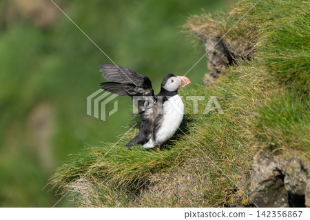Atlantic Puffin on a Cliff in Westman Islands, Iceland Atlantic Puffin on a Cliff in Westman Islands, Iceland 142356867
