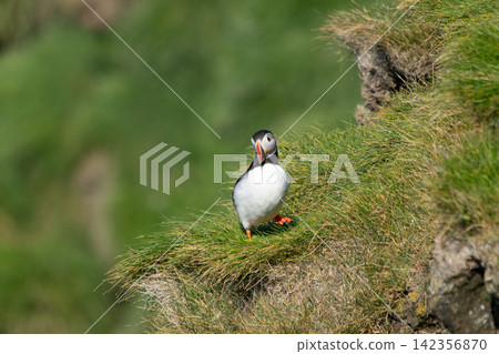 Atlantic Puffin Standing on a Grassy Cliff in Iceland Atlantic Puffin Standing on a Grassy Cliff in Iceland 142356870