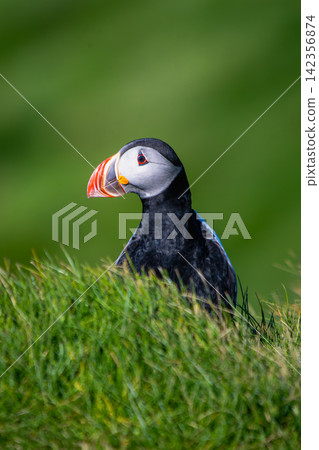 Atlantic Puffin in Vestmannaeyjar, Iceland Atlantic Puffin in Vestmannaeyjar, Iceland 142356874