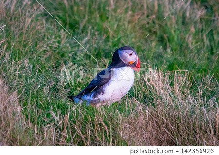 Atlantic Puffin Standing in Grass in Vestmannaeyjar, Iceland Atlantic Puffin Standing in Grass in Vestmannaeyjar, Iceland 142356926