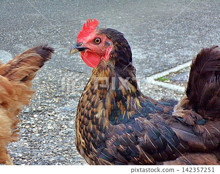 Augsburger Chicken. Augsburger Chicken. 142357251