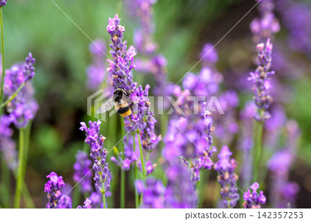 Bees collecting nectar in a lavender field Bees collecting nectar in a lavender field 142357253