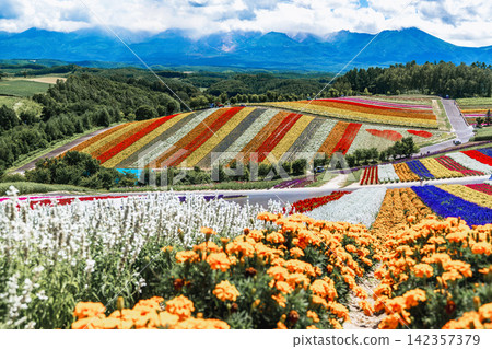 Panoramic view of vibrant rainbow flower fields and rolling hills in Shikisai no Oka with orange marigolds in foreground, Biei, Hokkaido, Japan 142357379