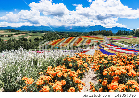 Panoramic view of vibrant rainbow flower fields and rolling hills in Shikisai no Oka with orange marigolds in foreground, Biei, Hokkaido, Japan Panoramic view of vibrant rainbow flower fields and rolling hills in Shikisai no Oka with orange marigolds in foreground, Biei, Hokkaido, Japan 142357380