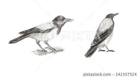 Hand drawn detailed graphite pencil sketch of realistic hooded crow birds. Isolated hand painted monochrome illustration set for gothic decor, halloween poster or spooky book print Hand drawn detailed graphite pencil sketch of realistic hooded crow birds. Isolated hand painted monochrome illustration set for gothic decor, halloween poster or spooky book print 142357524