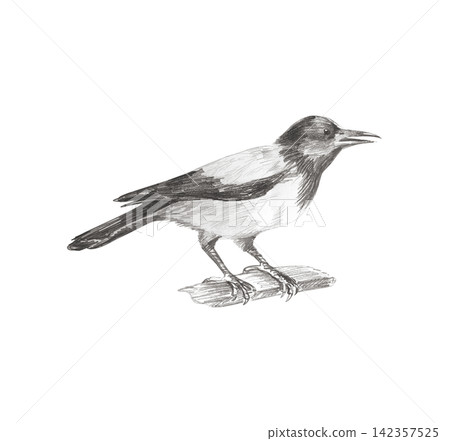 Hand drawn detailed graphite pencil sketch of a realistic hooded crow bird perched on a branch. Isolated hand painted monochrome illustration for gothic decor, poster or book print Hand drawn detailed graphite pencil sketch of a realistic hooded crow bird perched on a branch. Isolated hand painted monochrome illustration for gothic decor, poster or book print 142357525