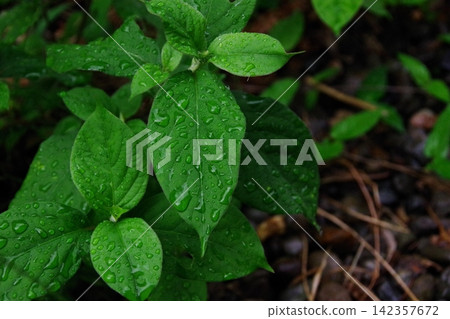 雨淋濕了 142357672