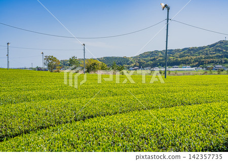 袋井市(靜岡縣)三河茶園的風景 袋井市(靜岡縣)三河茶園的風景 142357735