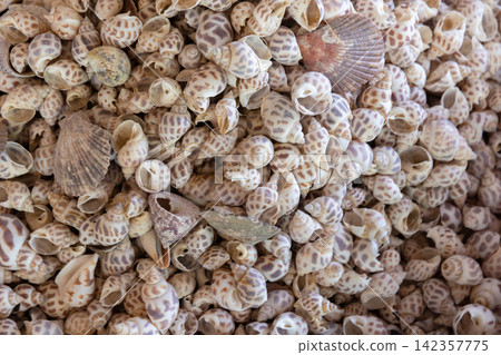 A dense pile of small patterned sea shells and scallop shells A dense pile of small patterned sea shells and scallop shells 142357775