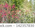 Peach blossoms at Aichi Health Forest Park 142357830