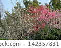 Peach blossoms at Aichi Health Forest Park 142357831