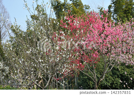 Peach blossoms at Aichi Health Forest Park 142357831