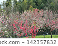 Peach blossoms at Aichi Health Forest Park 142357832