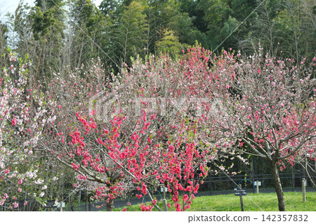 Peach blossoms at Aichi Health Forest Park Peach blossoms at Aichi Health Forest Park 142357832