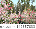 Peach blossoms at Aichi Health Forest Park 142357833