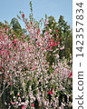 Peach blossoms at Aichi Health Forest Park 142357834