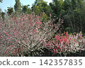 Peach blossoms at Aichi Health Forest Park 142357835