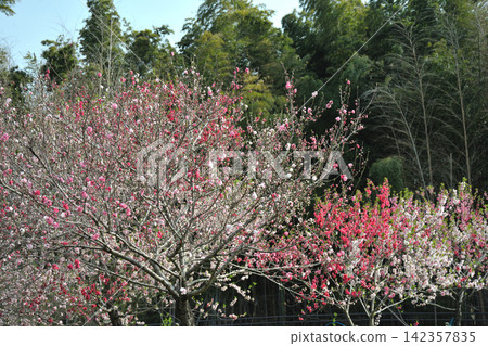 Peach blossoms at Aichi Health Forest Park Peach blossoms at Aichi Health Forest Park 142357835