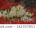 A cluster of white spider lilies and red red spider lilies. 142357851