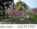 Peach blossoms at Aichi Health Forest Park 142357967