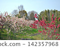 Peach blossoms at Aichi Health Forest Park 142357968