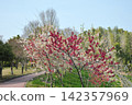 Peach blossoms at Aichi Health Forest Park 142357969