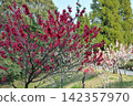 Peach blossoms at Aichi Health Forest Park 142357970