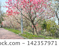 Peach blossoms at Aichi Health Forest Park 142357971