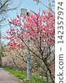 Peach blossoms at Aichi Health Forest Park 142357974