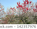 Peach blossoms at Aichi Health Forest Park 142357976