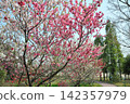 Peach blossoms at Aichi Health Forest Park 142357979