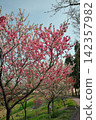 Peach blossoms at Aichi Health Forest Park 142357982
