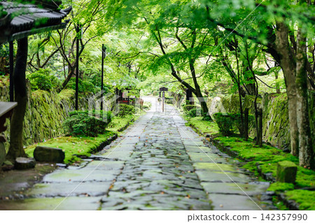 [滋賀縣東近見市] 金剛林寺：通往寺廟的道路綠樹成蔭。 142357990
