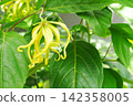 Gardening/Horticulture Image: Ylang-ylang 142358005
