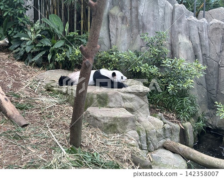 A reclining panda at Singapore Zoo A reclining panda at Singapore Zoo 142358007