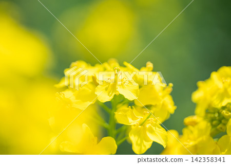 盛開的油菜花〉 142358341