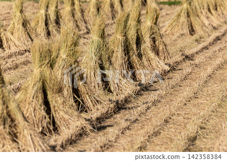 Straw bundles and rice straw drying in the sun in rice paddies in Nagano Prefecture in October. Straw bundles and rice straw drying in the sun in rice paddies in Nagano Prefecture in October. 142358384
