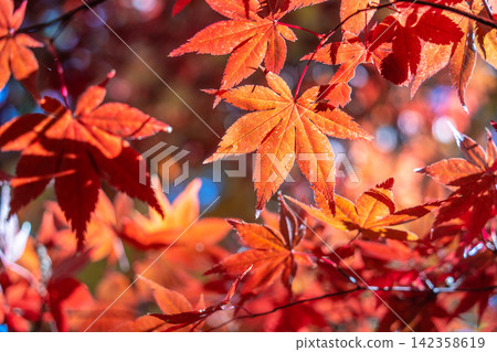 日本 美麗 楓葉 旅遊 背景 楓樹 Maple leaf メープルリーフ 紅葉 モミジ もみじ 日本 美麗 楓葉 旅遊 背景 楓樹 Maple leaf メープルリーフ 紅葉 モミジ もみじ 142358619