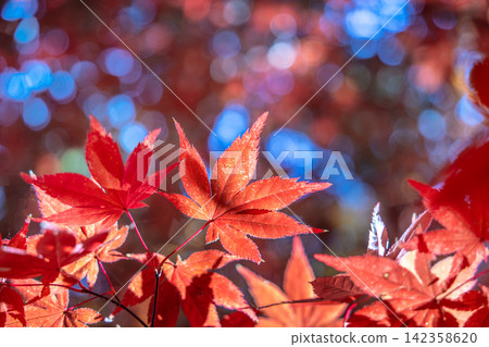 日本 美麗 楓葉 旅遊 背景 楓樹  Maple leaf メープルリーフ 紅葉 モミジ もみじ 142358620