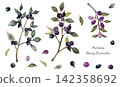 Set of vector illustrations of autumn berry branches and nuts 142358692