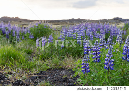 Purple lupines scattered through rough volcanic grass, Reykjanes Peninsula, Iceland Purple lupines scattered through rough volcanic grass, Reykjanes Peninsula, Iceland 142358745
