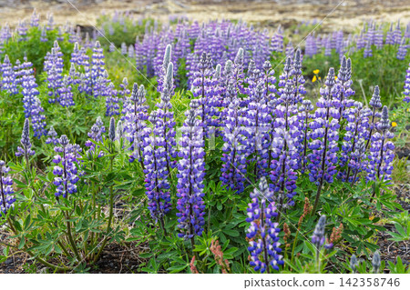 Purple lupines filling the near ground below a muted ridge, Reykjanes Peninsula, Iceland Purple lupines filling the near ground below a muted ridge, Reykjanes Peninsula, Iceland 142358746